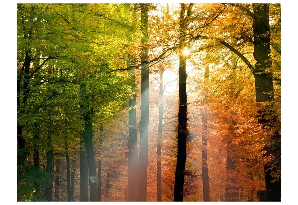 KUNSTLOFT Vliestapete Wunderschöner Herbst Design 3x2.31 Tapete lichtbeständige halb-matt, m