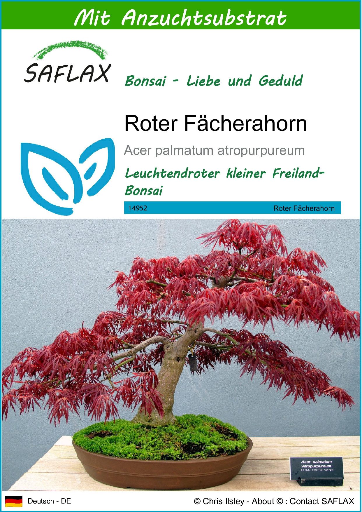 SAFLAX Blumensamen SAFLAX - Samen und Substrat - Roter Fächerahorn