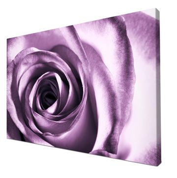 wandmotiv24 Leinwandbild violette Rose, Blumen und Pflanzen (1 St), Wandbild, Wanddeko, Leinwandbilder in versch. Größen