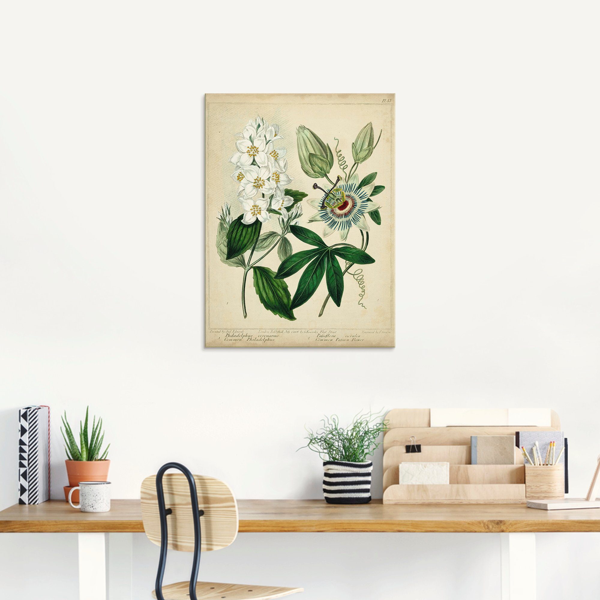 Artland Glasbild »Federnelke II«, Blumen (1 Stück)-kaufen