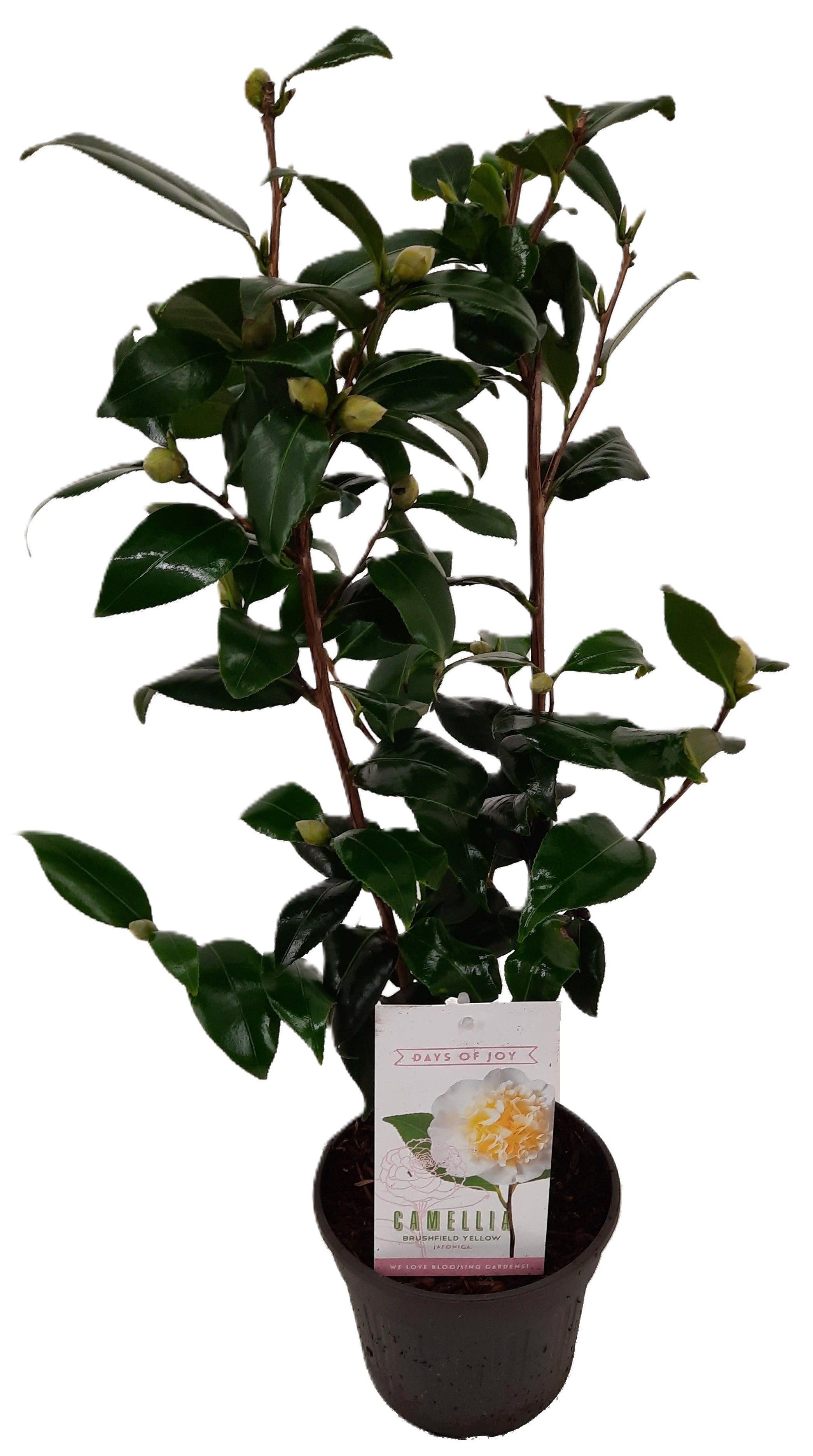meinvipshop Topfpflanze Camellia japonica Brushfield's Yellow Kamelie weiß/gelb 55cm