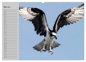 CALVENDO Wandkalender Falken und Greifvögel - Edle Jäger (Premium, hochwertiger DIN A2 Wandkalender 2023, Kunstdruck in Hochglanz)
