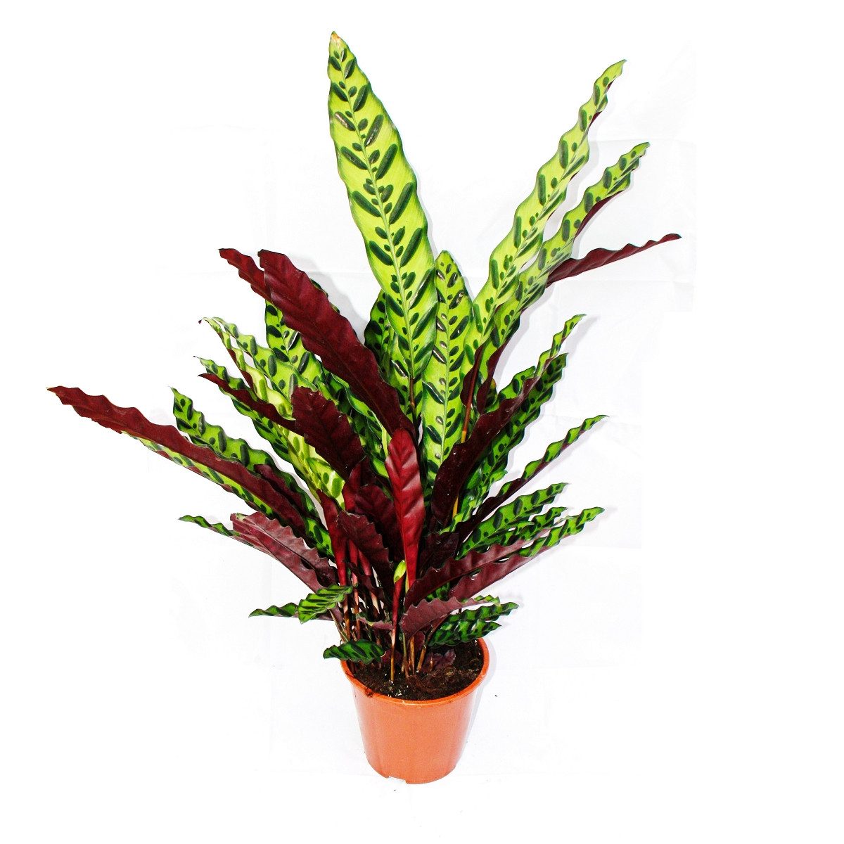 Exotenherz Zimmerpflanze XXL-Schattenpflanze Calathea lancifolia 17cm Topf günstig online kaufen