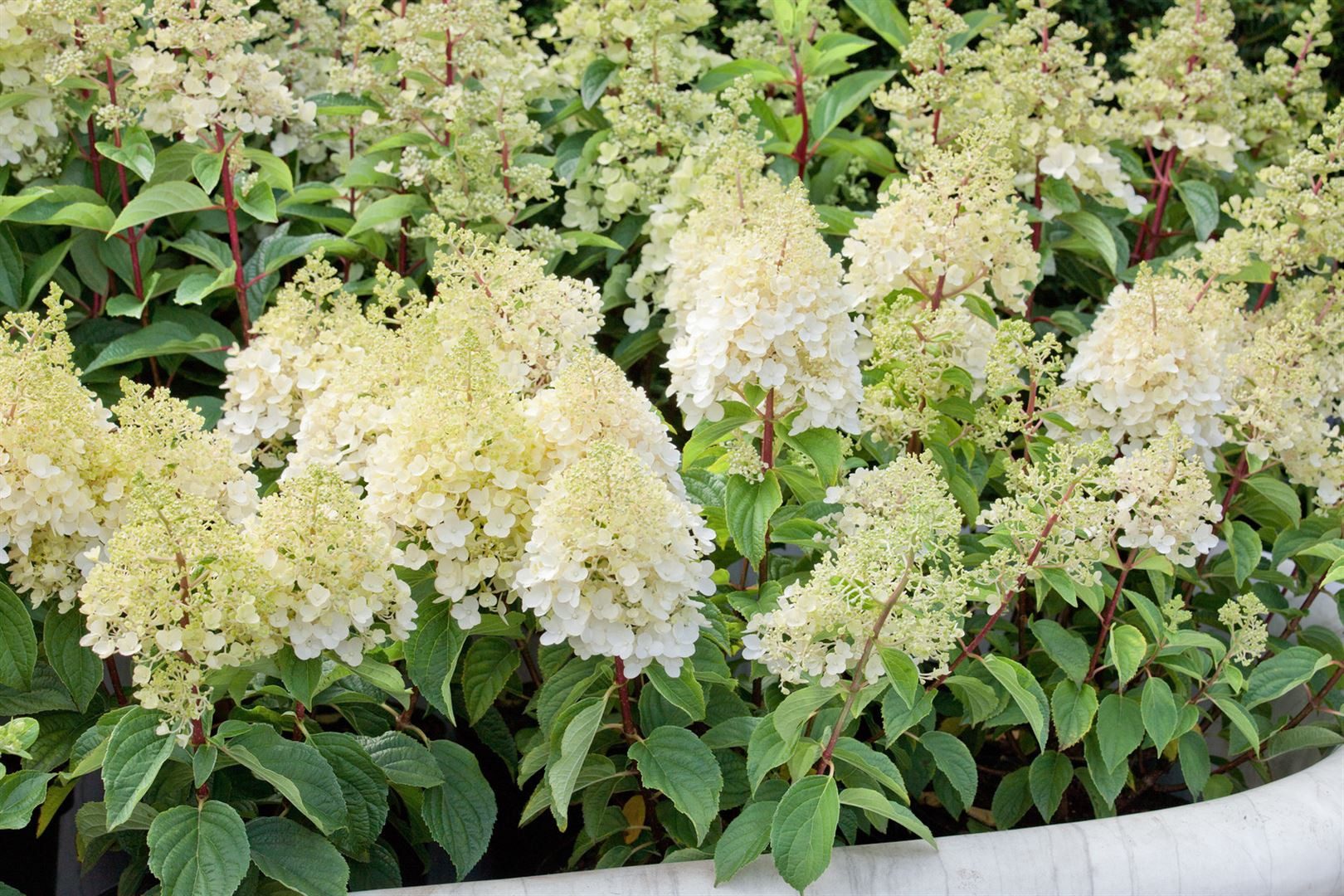 Pflanzen für Dich Gehölze Hydrangea paniculata 'Silver Dollar', 1 St., Rispenhortensie – Bild 5 von 5