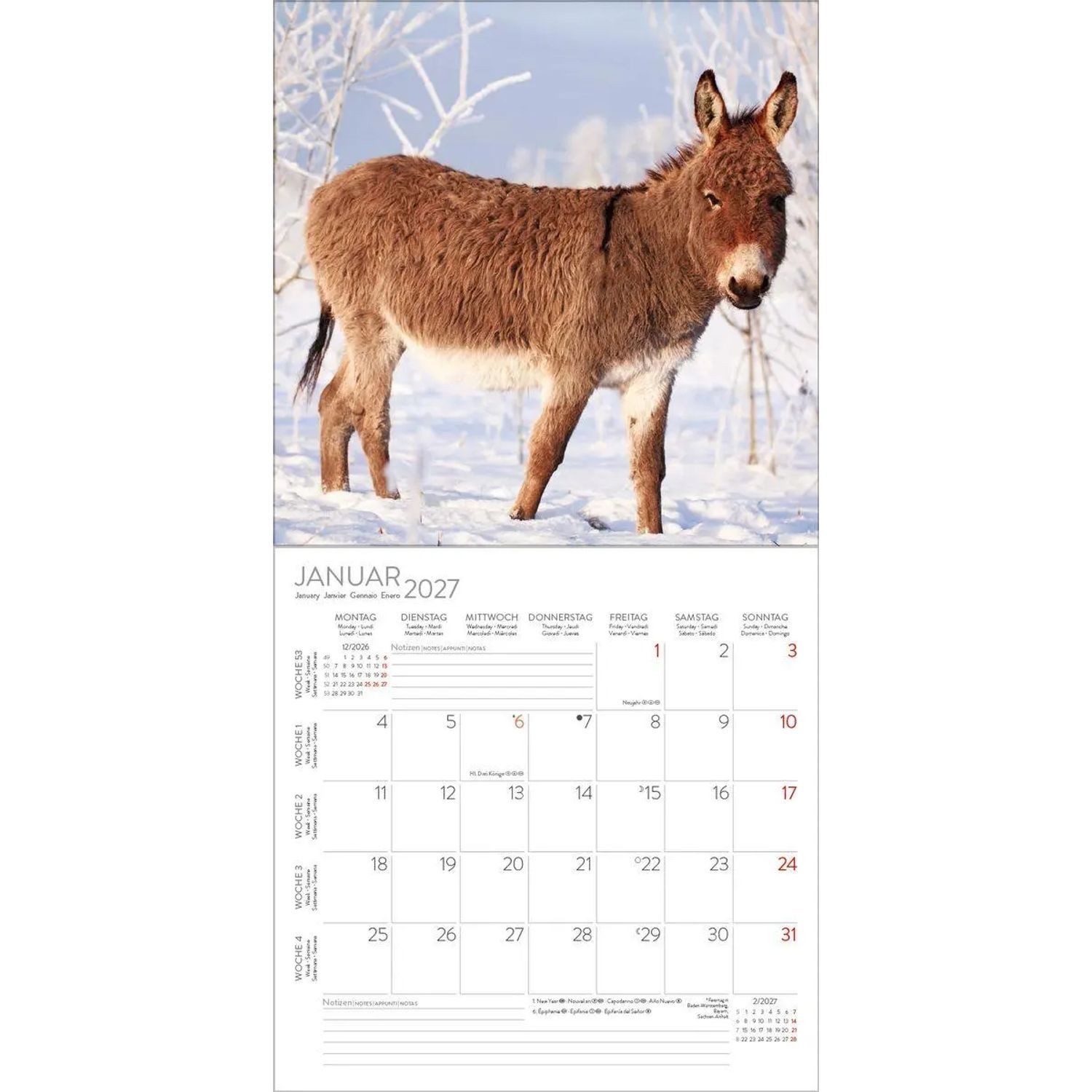 Korsch Verlag Wandkalender Esel 2027