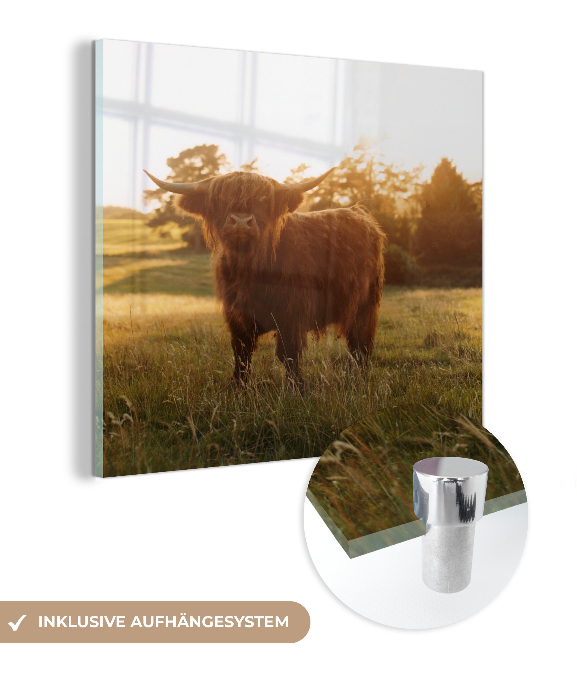MuchoWow Acrylglasbild Schottischer Hochländer - Gras - Sonne, (1 St), Glasbilder - Bilder auf Glas Wandbild - Foto auf Glas - Wanddekoration bunt
