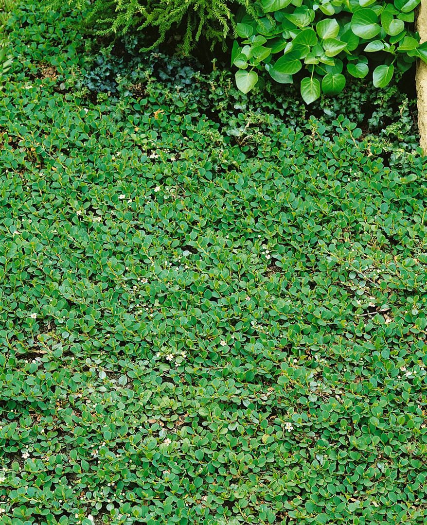 Pflanzen für Dich Почвопокровные растения Cotoneaster dammeri Frieders Evergreen, 1 St., Kriechmispel, Teppichmispel, immergrün, bodendecker