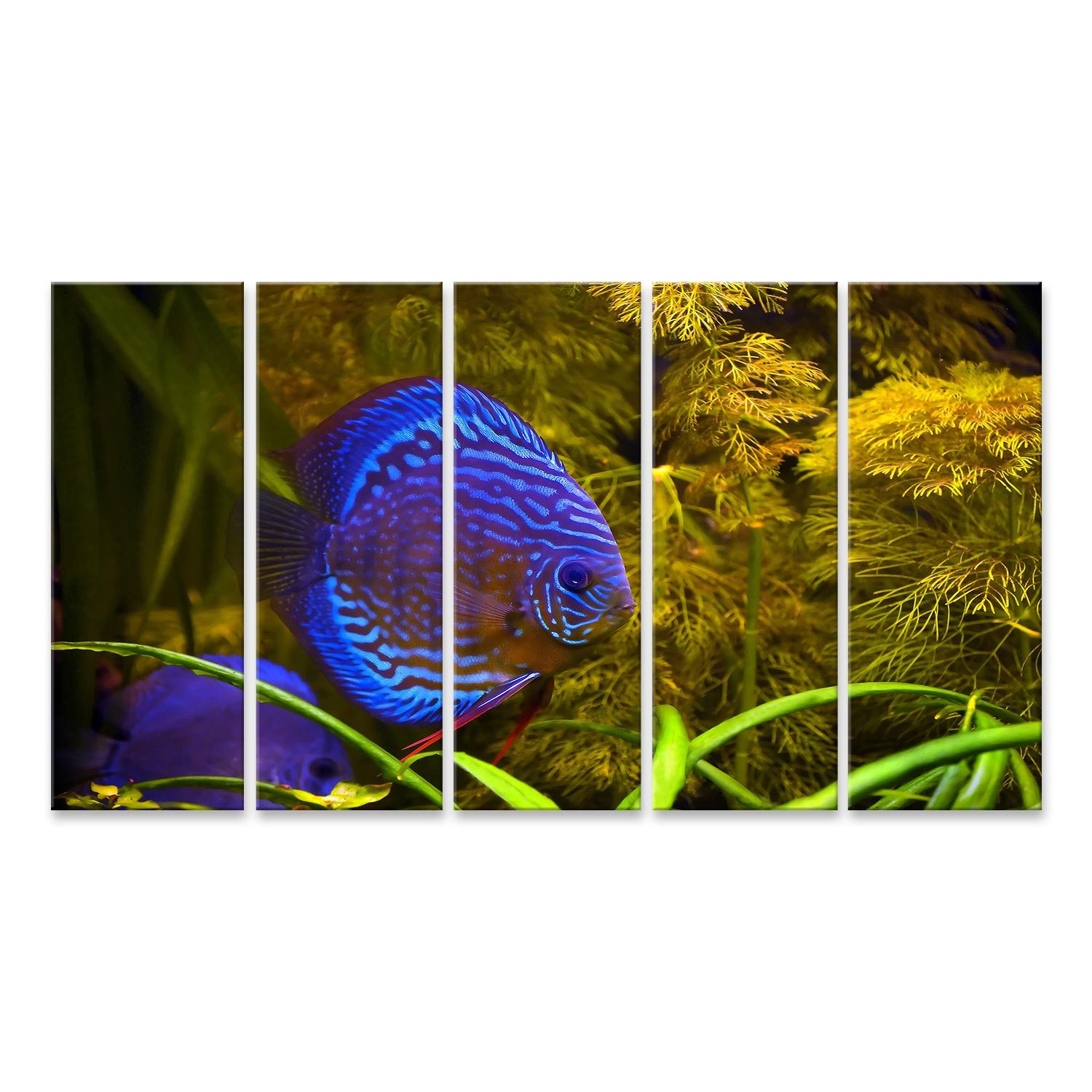 Leinwandbild Türkisblaue Diskusfische Aquarium Hintergrund Bilder
