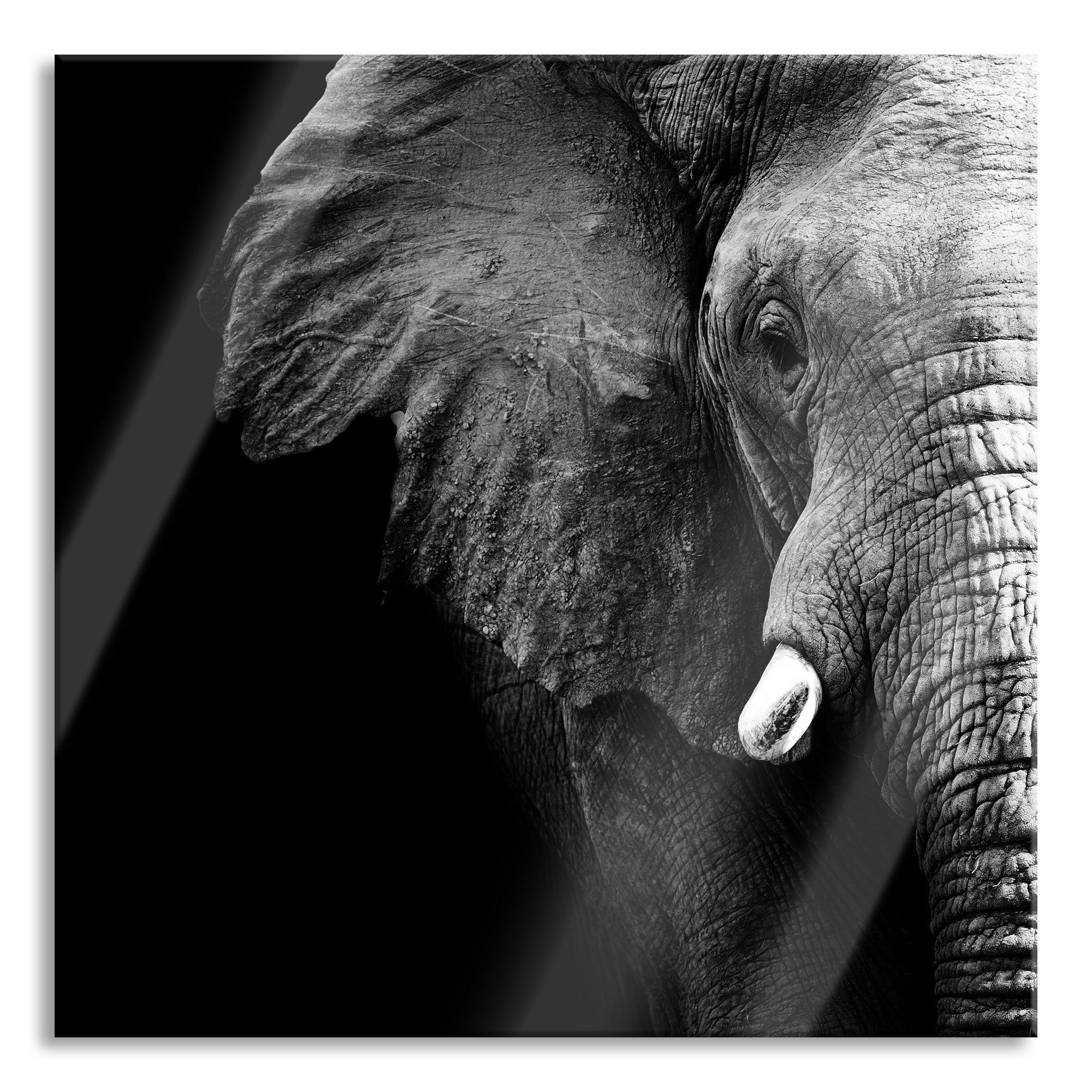 Echtglas, St), und Aufhängungen Elefant Glasbild inkl. Porträt, Porträt Glasbild (1 aus Elefant Pixxprint Abstandshalter