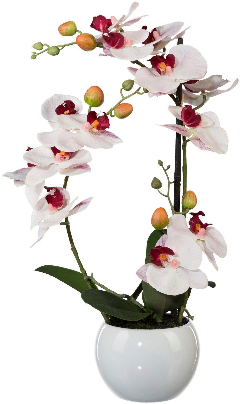 Kunstpflanze Phalaenopsis Orchidee, Creativ green, Höhe 42 cm günstig online kaufen