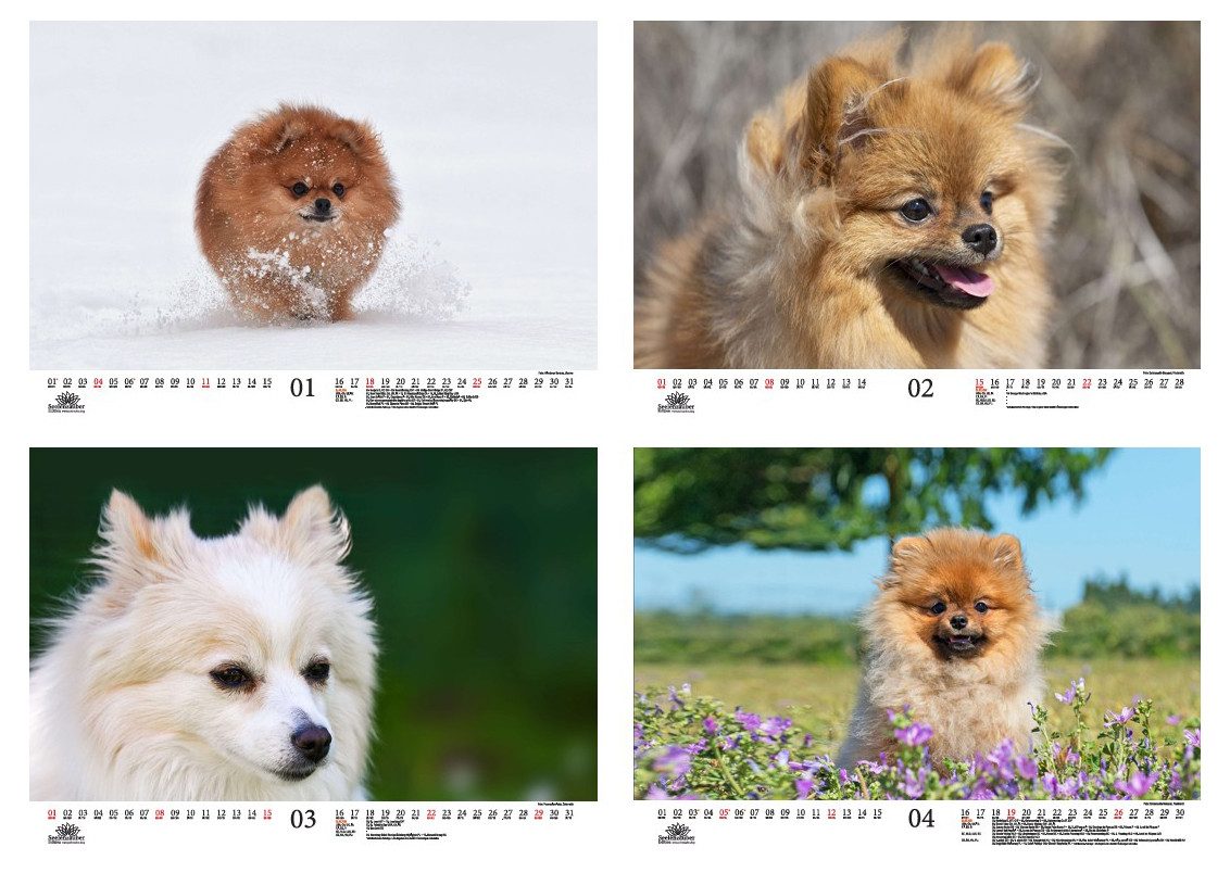Seelenzauber Wandkalender Hundezauber Spitze DIN A3 Kalender für 2026 Welpen und Hunde