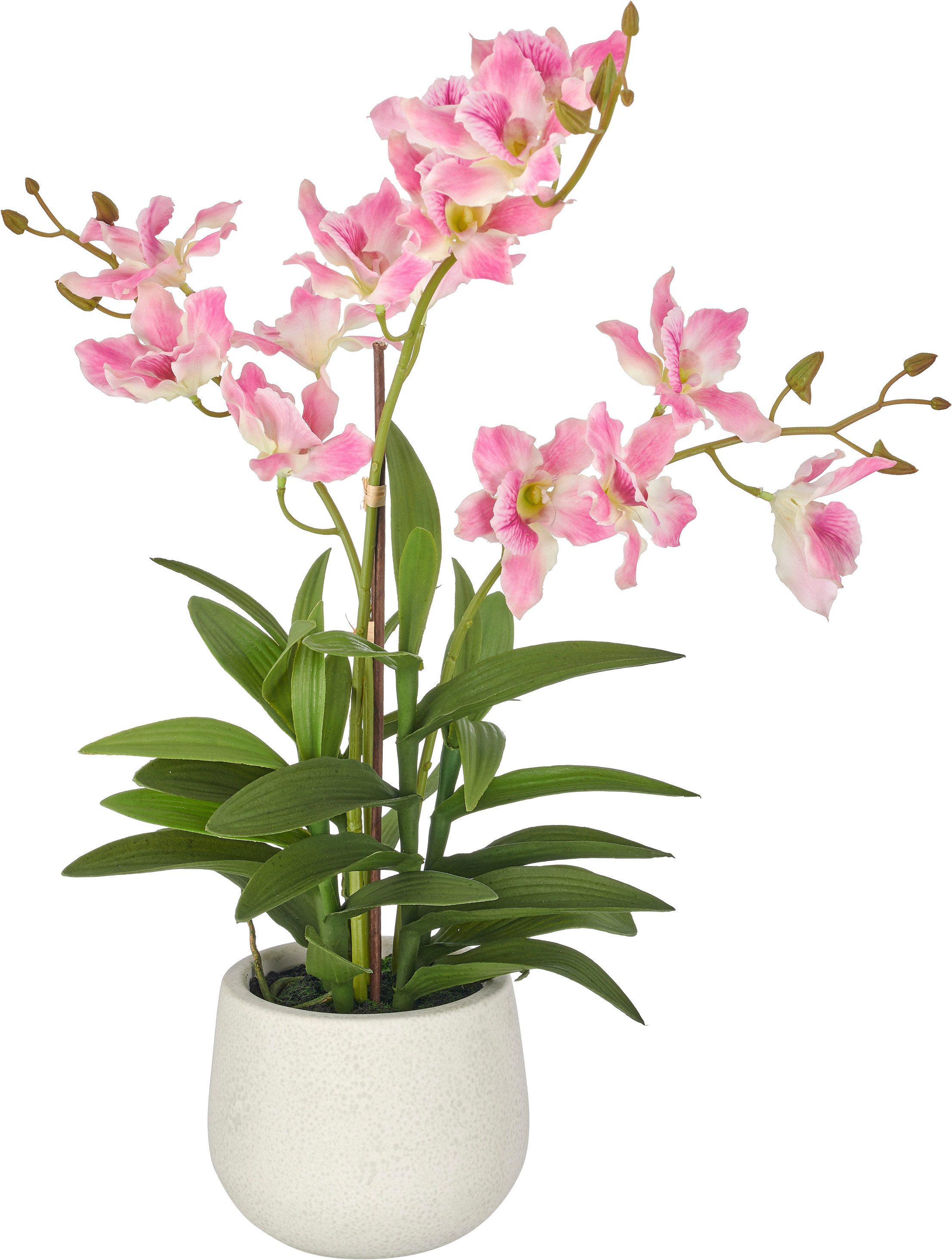 Kunstorchidee Dendrobie, Creativ green, Höhe 55 cm, mit Real-Touch-Blüten