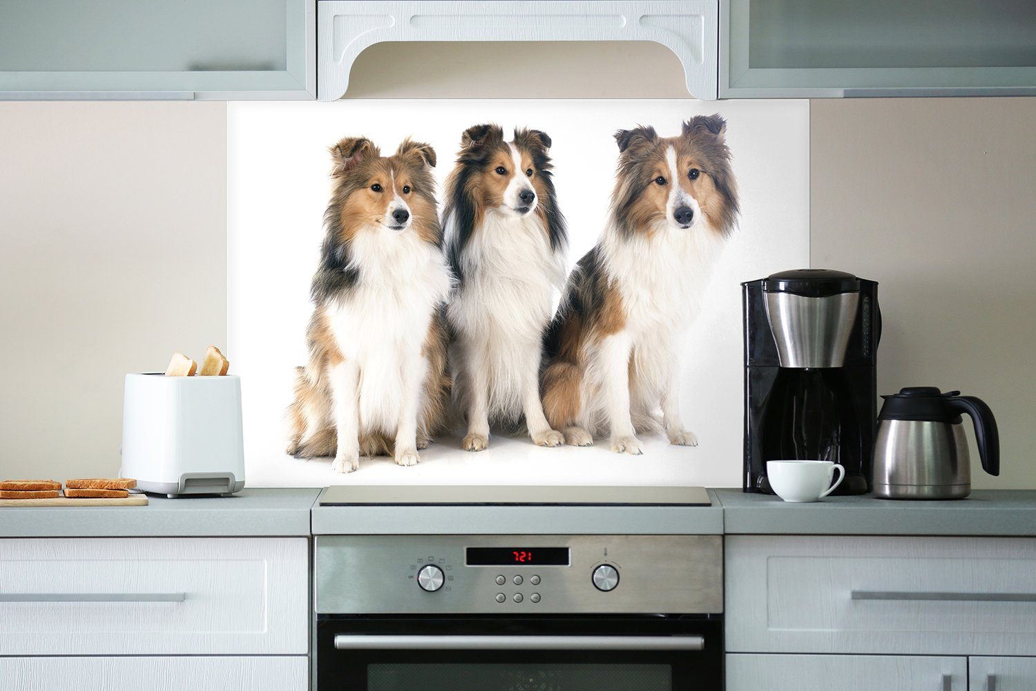 Wallario Küchenrückwand (1-tlg) Hunde Shetland weißem Süße Hintergrund, vor