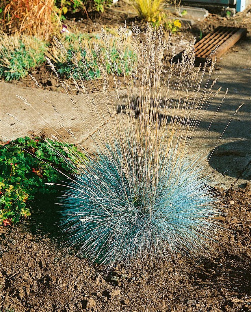 Pflanzen für Dich Gräser Festuca glauca Elijah Blue, 1 St., Blau-Schwingel, Blauschwingelgras, blaugrün, kompaktwüchsig – Bild 2 von 3