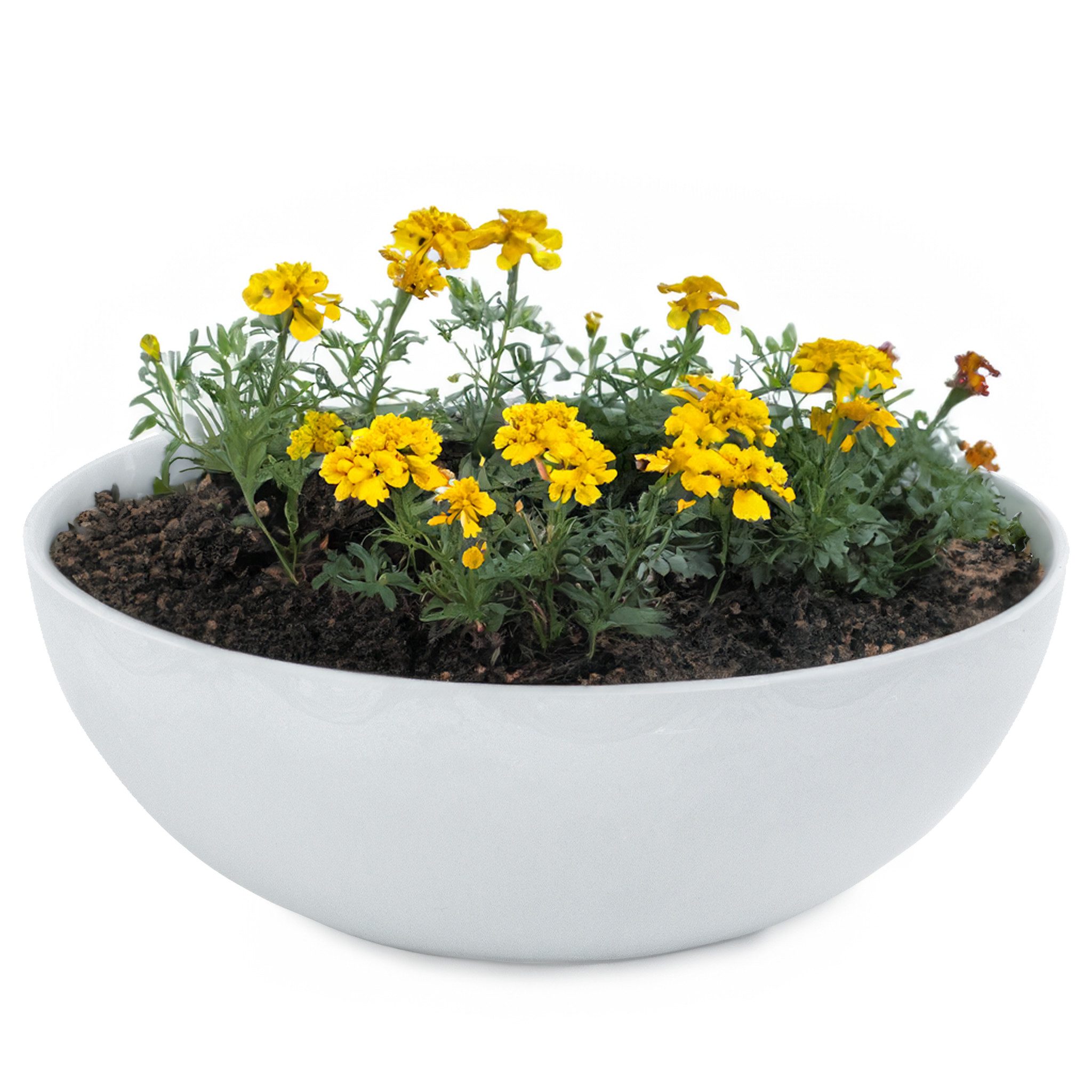 matches21 HOME & HOBBY Blumentopf Runde bauchige 20 cm Pflanzschale für dra günstig online kaufen