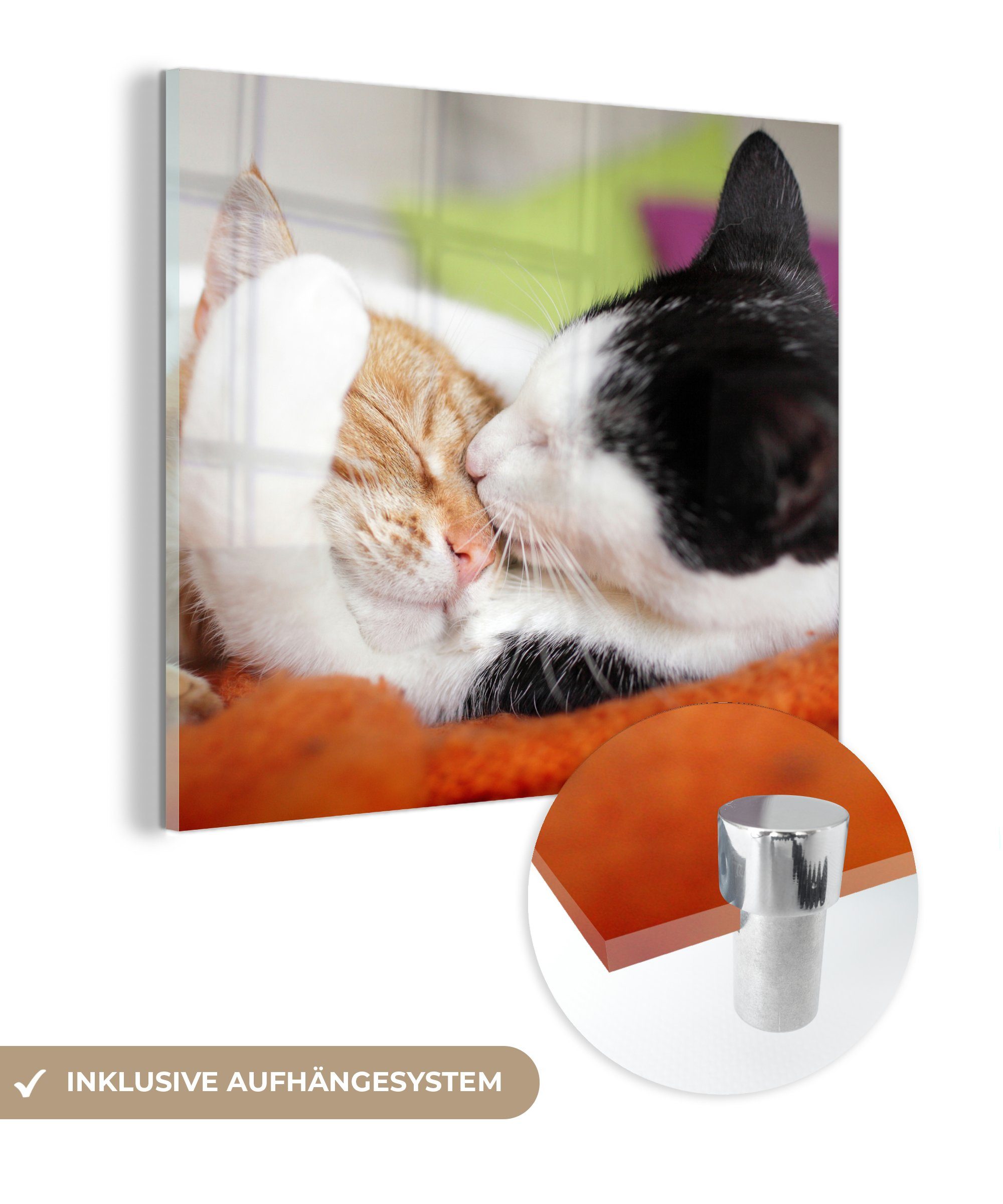 Foto Glas Bilder - auf Glas Wandbild - Wanddekoration MuchoWow Animal - - Acrylglasbild Katzen auf Glasbilder Kuscheltier (1 - Day, St),