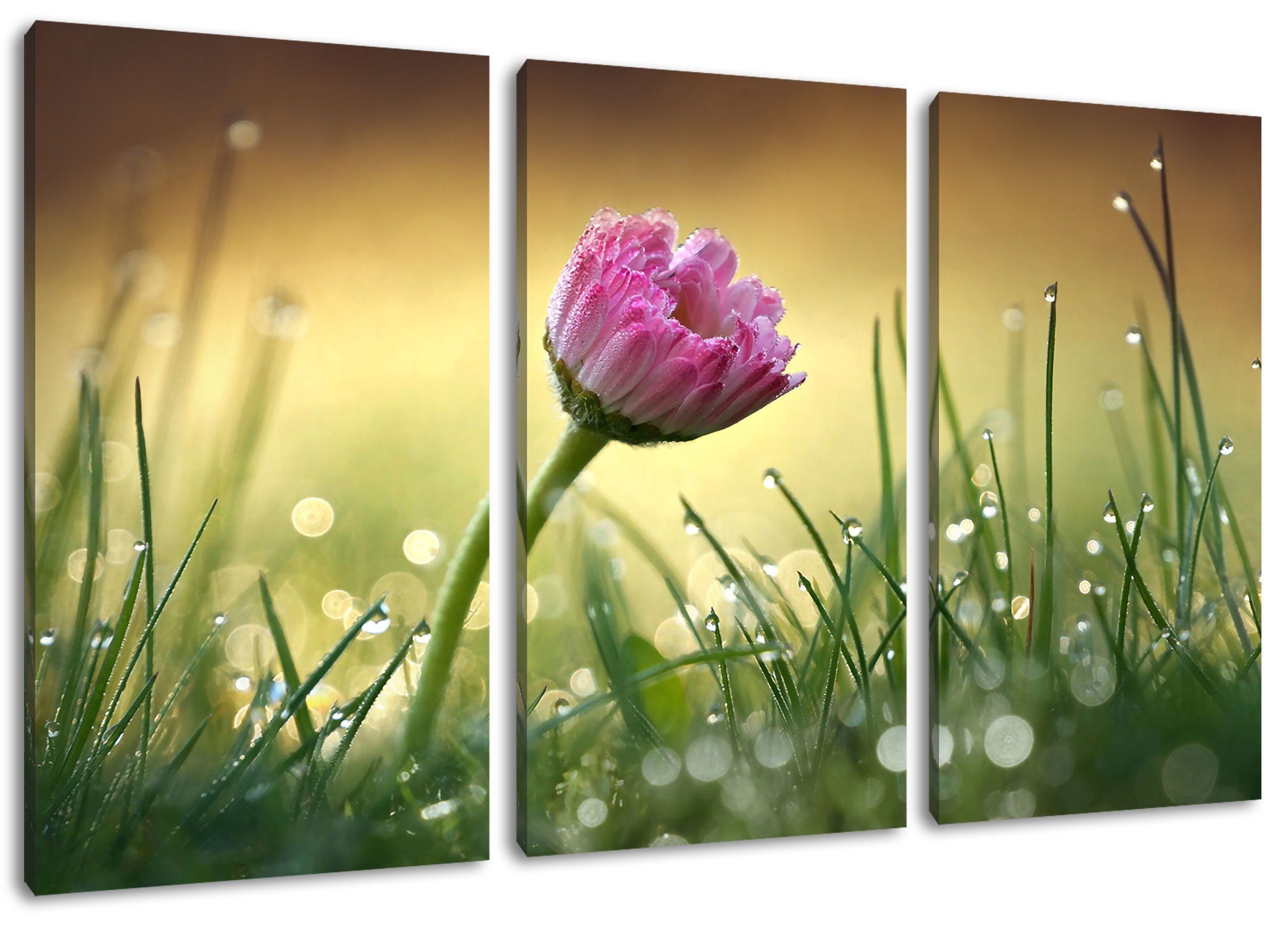 Pixxprint Leinwandbild rosa Gänseblümchen im Gras, rosa Gänseblümchen im Gras 3Teiler (120x80cm) (1 St), Leinwandbild fertig bespannt, inkl. Zackenaufhänger