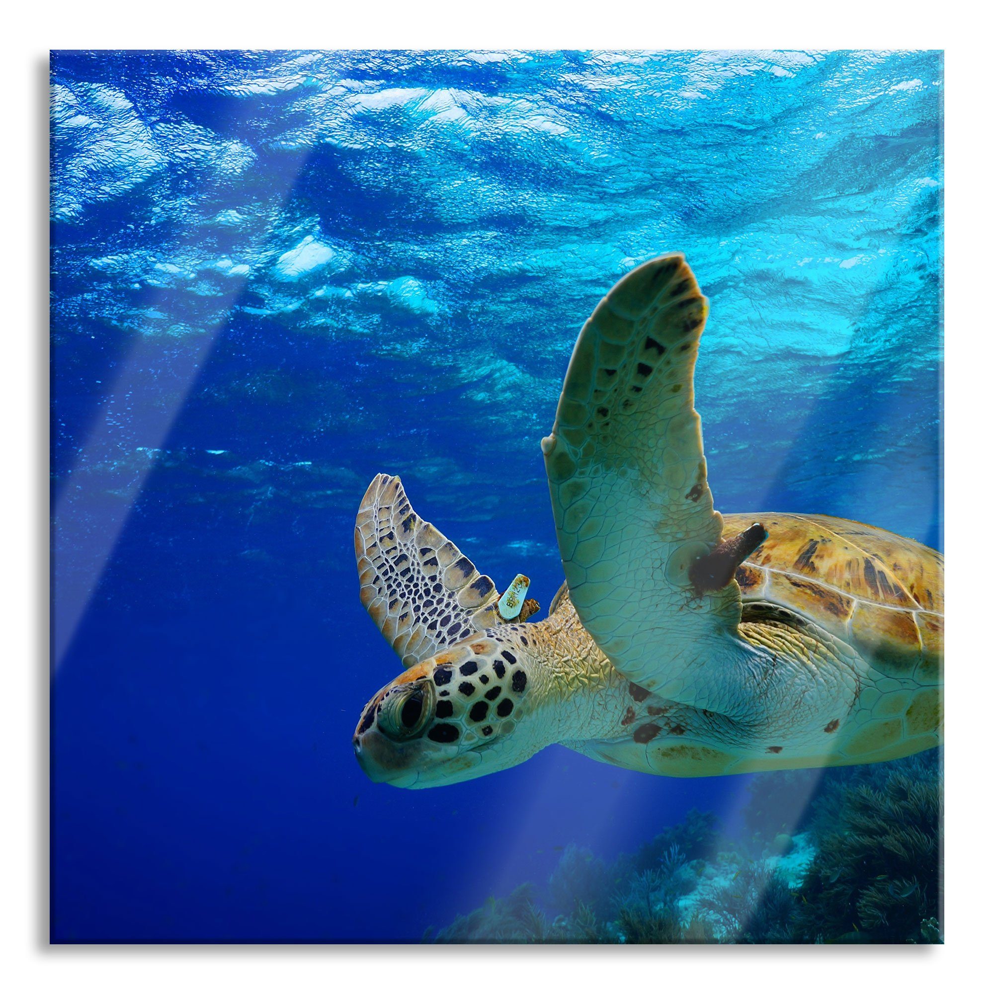Aufhängungen Schildkröte Riff, im Abstandshalter inkl. Riff und St), Glasbild aus Schildkröte (1 Glasbild im Pixxprint Echtglas,