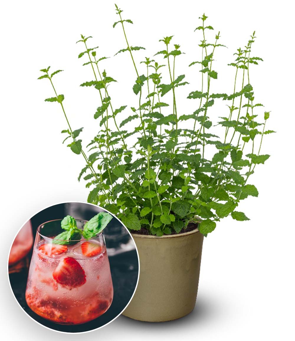 BALDUR Garten Gewürzkraut Minze 'Strawberry', 1 St., Erdbeerminze, winterhart, mehrjährig, pflegeleicht