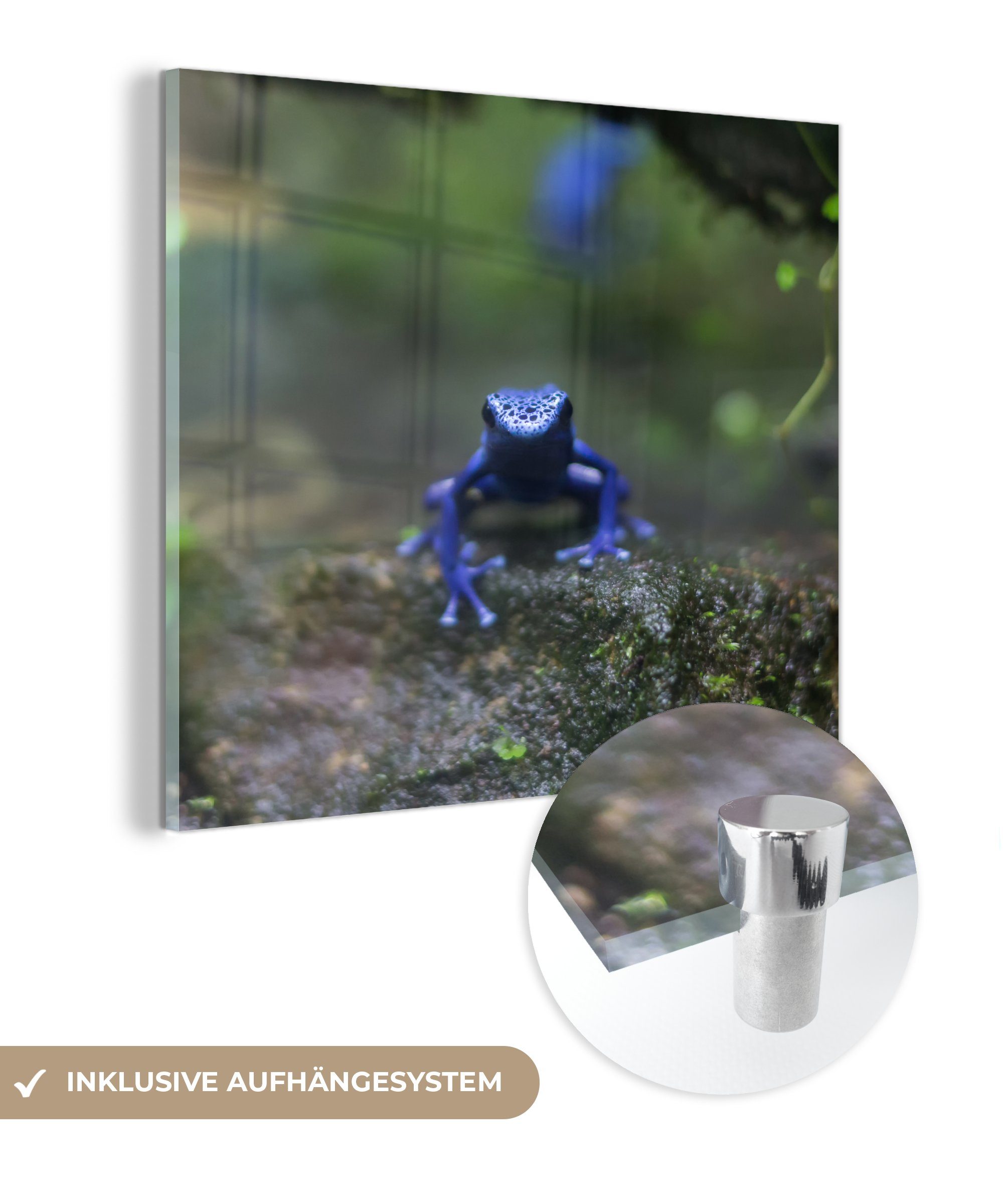 MuchoWow Acrylglasbild Blauer Frosch im Dschungel, (1 St), Glasbilder - Bilder auf Glas Wandbild - Foto auf Glas - Wanddekoration