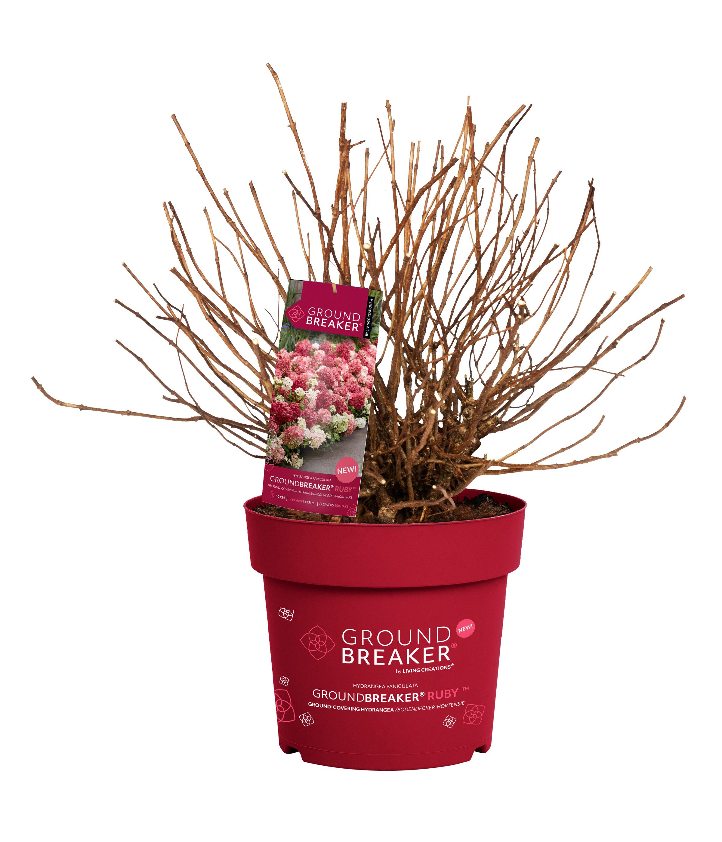 Dehner Gehölze Bodendecker-Rispenhortensie Groundbreaker® Ruby™, Blüten weiß-rosa-rot, niedriger, bodendeckender Wuchs, üppiger Blütenflor – Bild 4 von 5