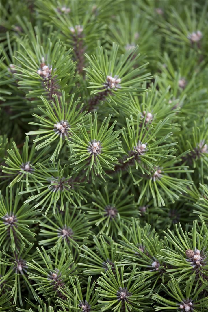 Pflanzen für Dich Konifere Pinus mugo Benjamin, 1 St., Bergkiefer, Latschenkiefer, Krummholzkiefer, kompakt, winterhart