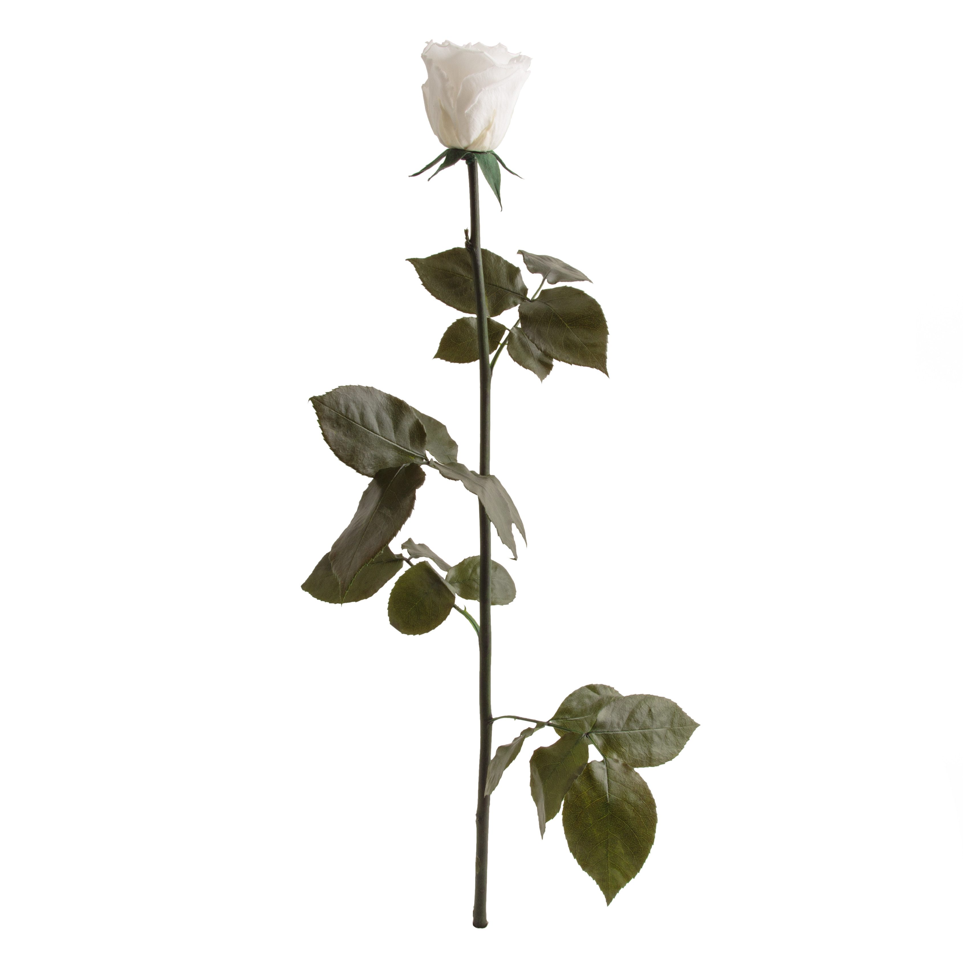 Kunstblume Ewige Rose konserviert mit Stiel günstig online kaufen