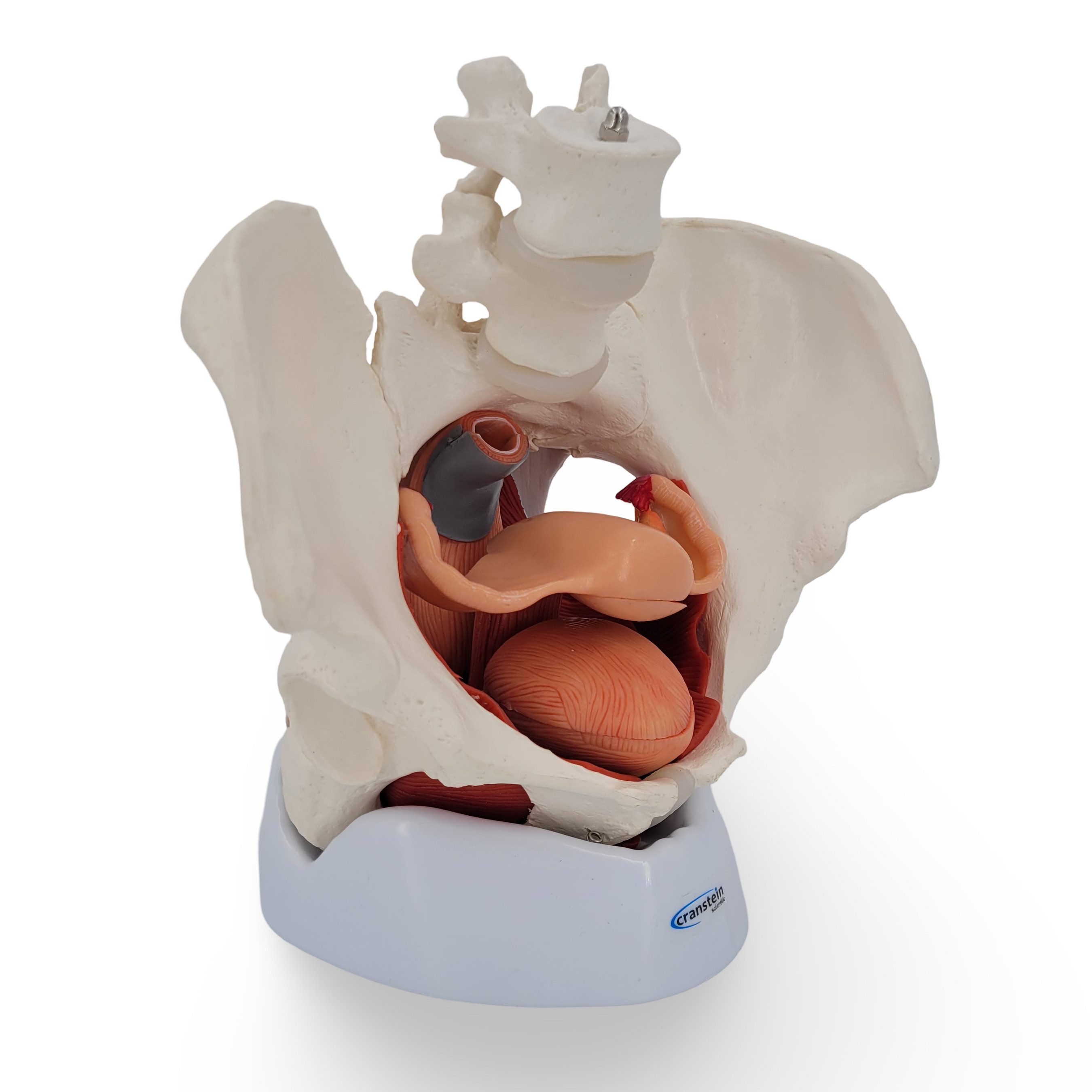Cranstein Scientific Dekoobjekt Weibliches Becken Anatomie Modell lebensgroß 7 teilig Organe Muskeln a