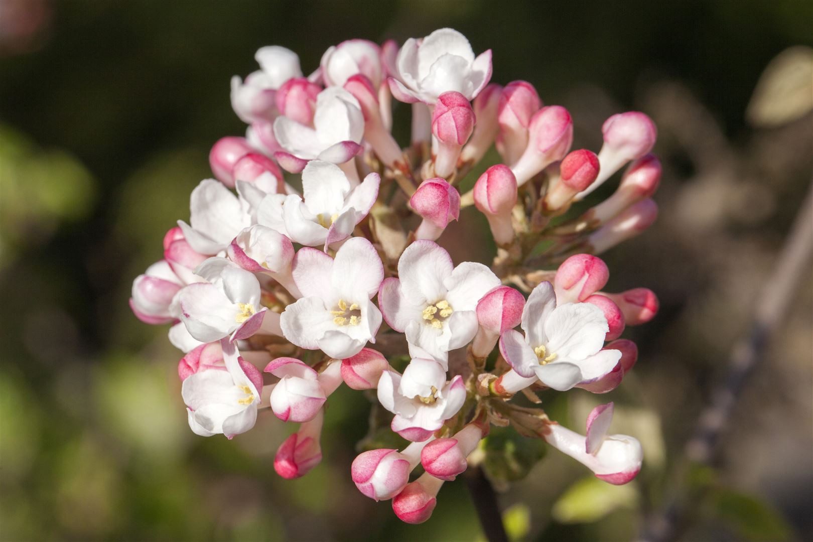 Pflanzen für Dich Gehölze Viburnum carlesii Aurora, 1 St., Duft-Schneeball, Koreanischer Duftschneeball