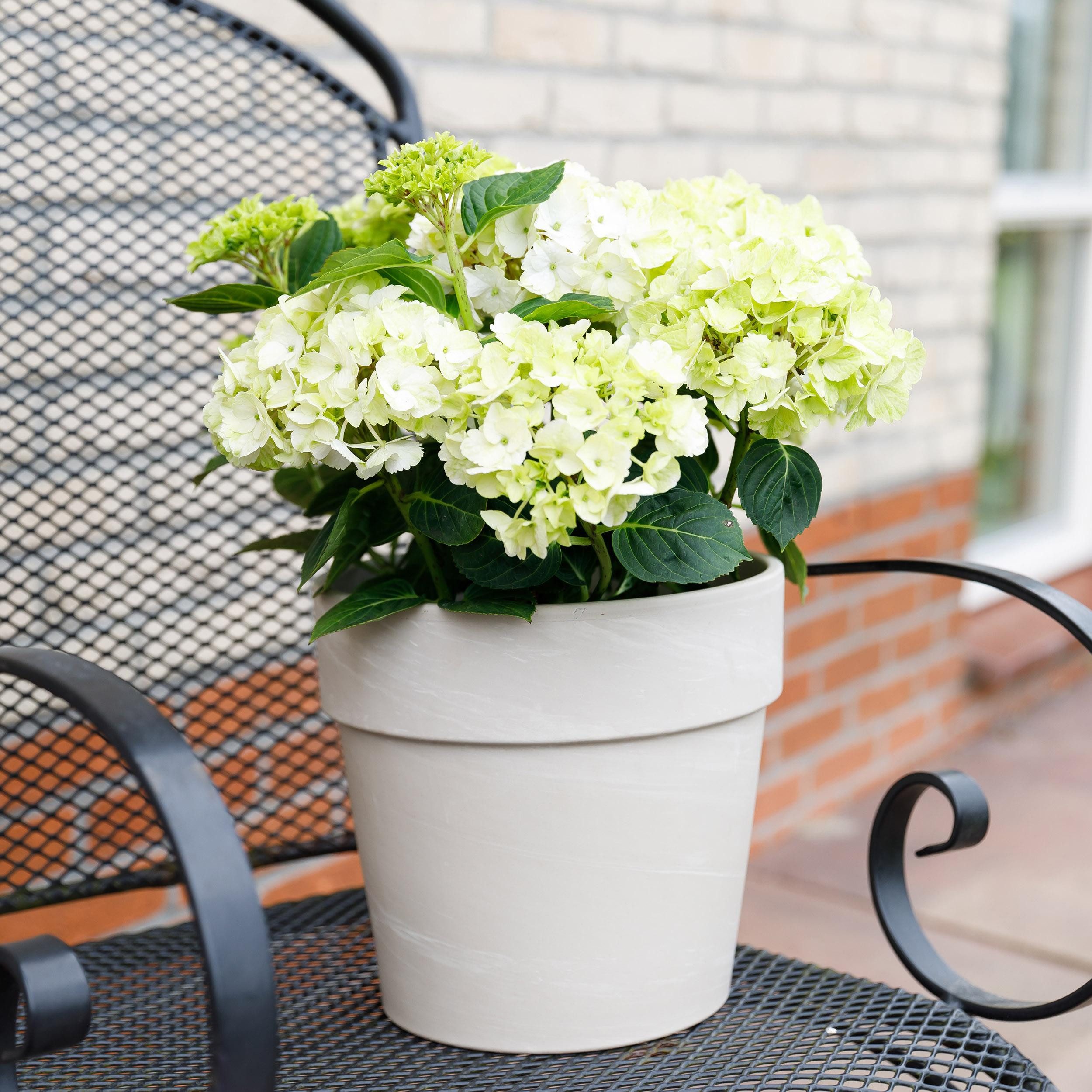 Exotenherz Beetpflanze Exotenherz - Hortensia - Hydrangea Magical Nobless - Weiss - 23cm Topf
