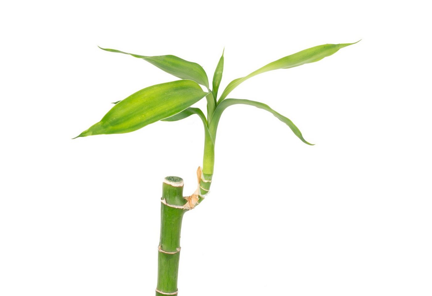Thumbnail - Flowerbox Zimmerpflanze Glücksbambus "Lucky Bamboo" gerader Stengel - Dracaena Sanderiana, im Röhrchen - Höhe ca. 50 cm,...
