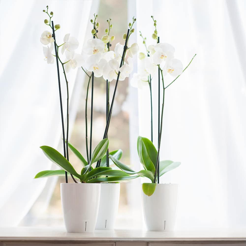 Happy plants Blumentopf Orchideentopf Orchidea Twin - Selbstbewässernder Blumentopf, Hochglanzoptik, rund, leichtgewichtig