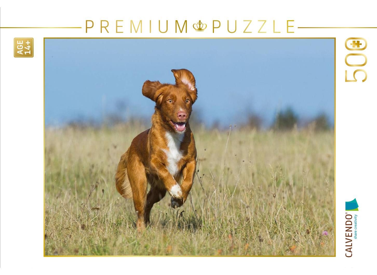 CALVENDO Puzzle CALVENDO Puzzle Nova Scotia Duck Tolling Retriever auf Jagd, 500 Teil, 1000 Puzzleteile
