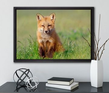 Pixxprint Leinwandbild Kleiner Fuchs, Wanddekoration (1 St), Leinwandbild fertig bespannt, in einem Schattenfugen-Bilderrahmen gefasst, inkl. Zackenaufhänger