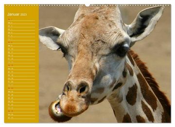 CALVENDO Wandkalender Giraffen / Geburtstagskalender (Premium, hochwertiger DIN A2 Wandkalender 2023, Kunstdruck in Hochglanz)