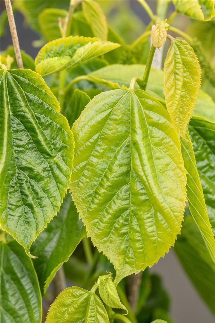 Pflanzen für Dich Gehölze Morus alba Giant Fruit, 1 St., Weiße Maulbeere