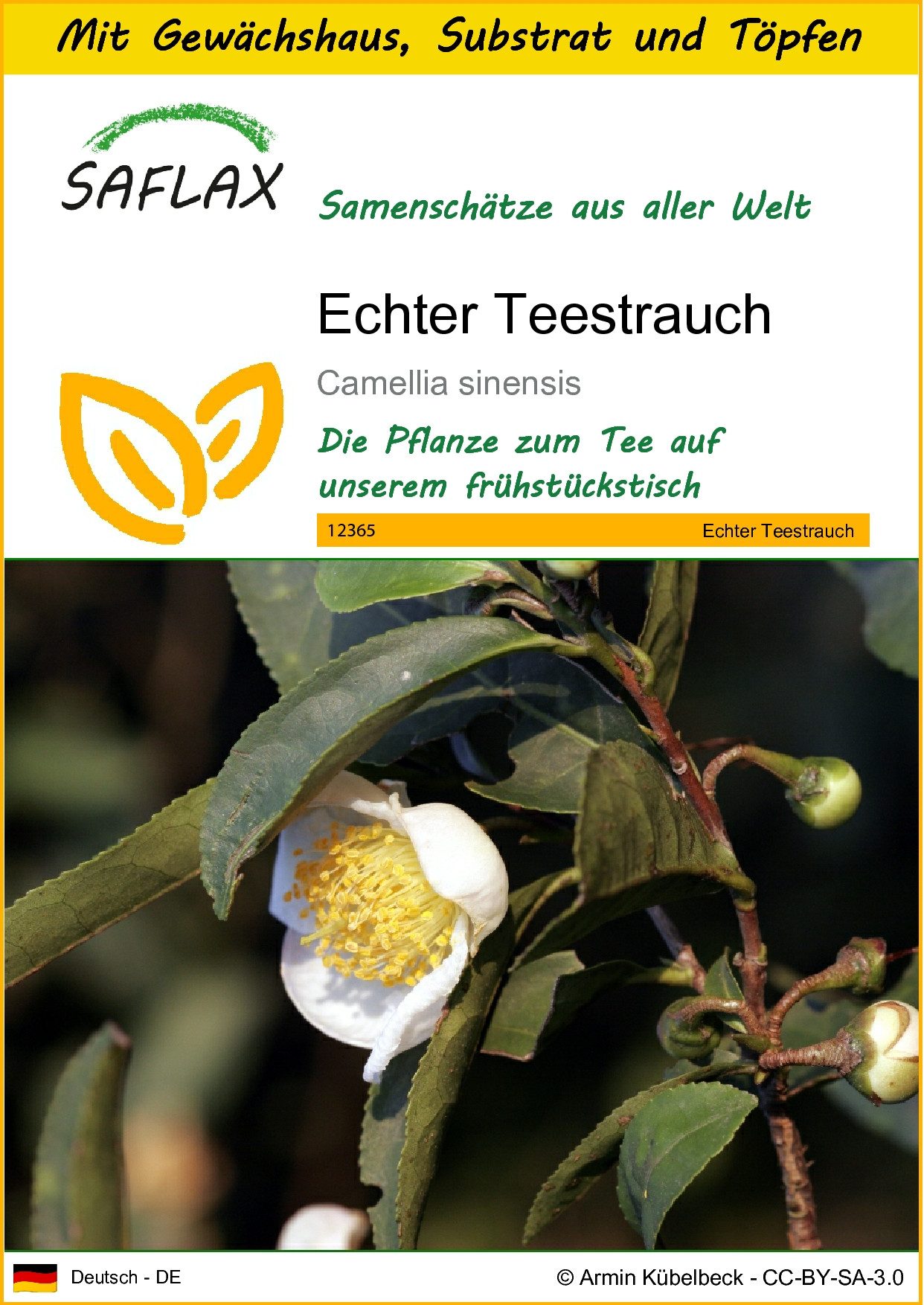 SAFLAX Blumensamen SAFLAX - Anzuchtset - Echter Teestrauch