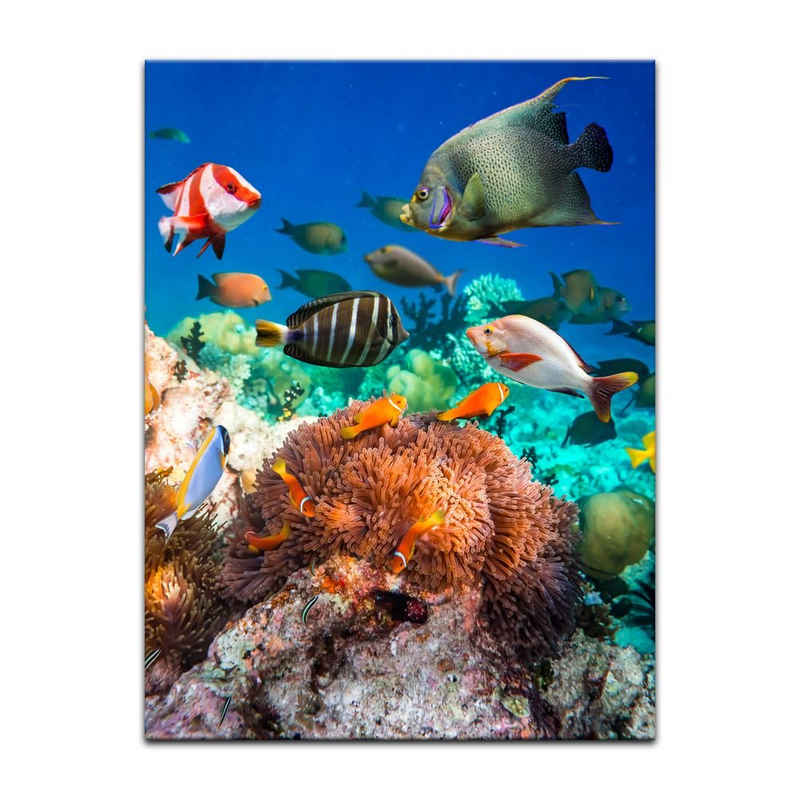 Bilderdepot24 Leinwandbild Unterwasserwelt, Tiere