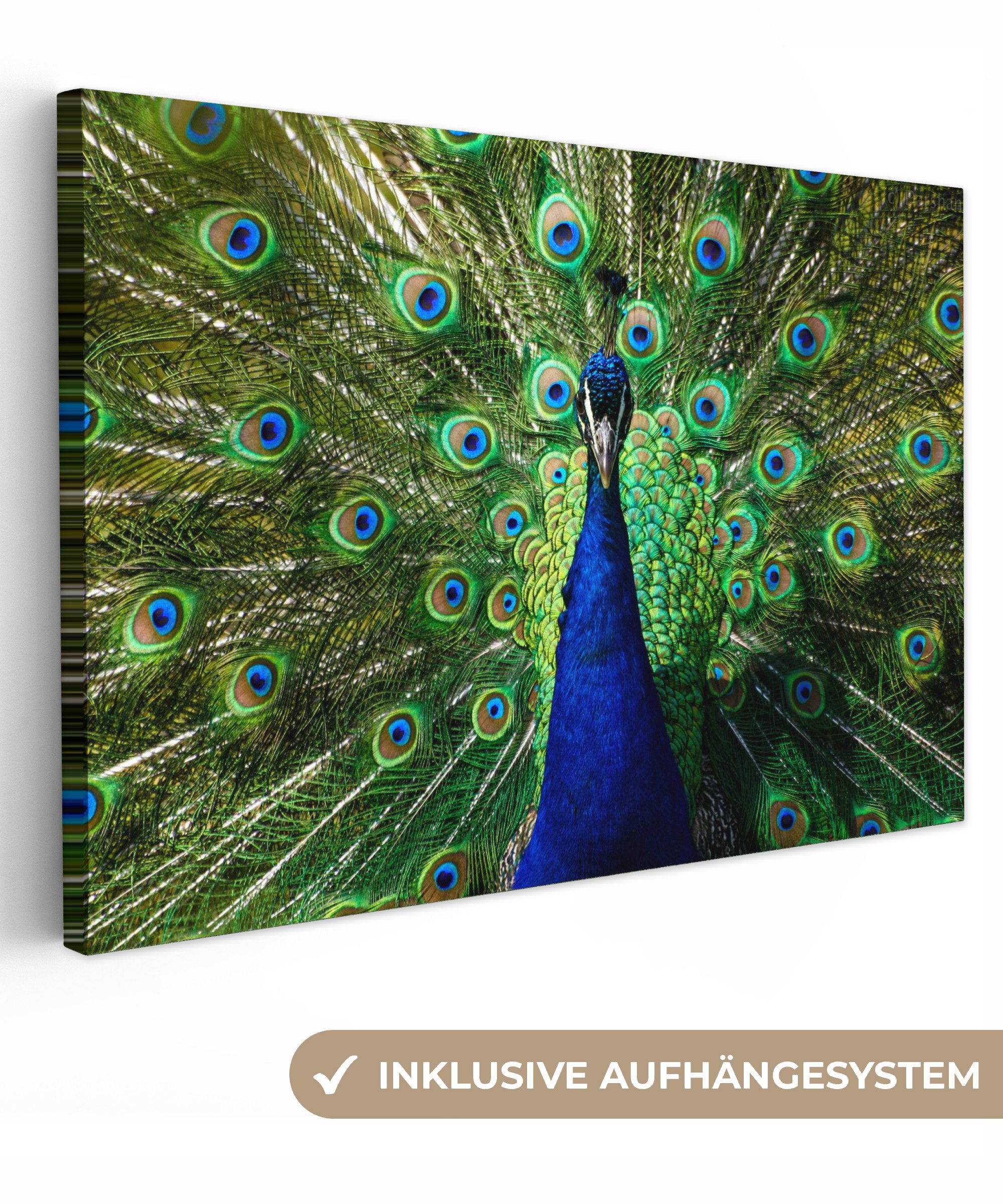 OneMillionCanvasses® Leinwandbild Pfau - Federn - Augen - Blau, Fotodruck ( günstig online kaufen