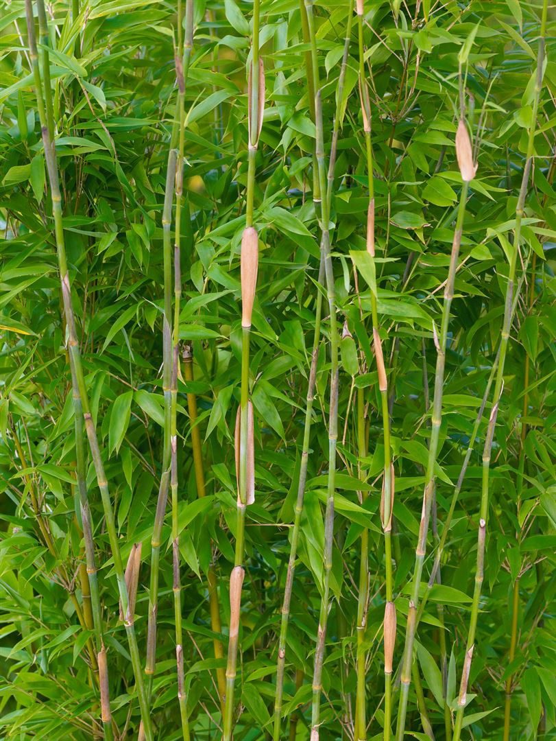 Pflanzen für Dich Hecken Fargesia denudata, 1 St., Schirmbambus, Gartenbambus, dichtwachsend, winterhart