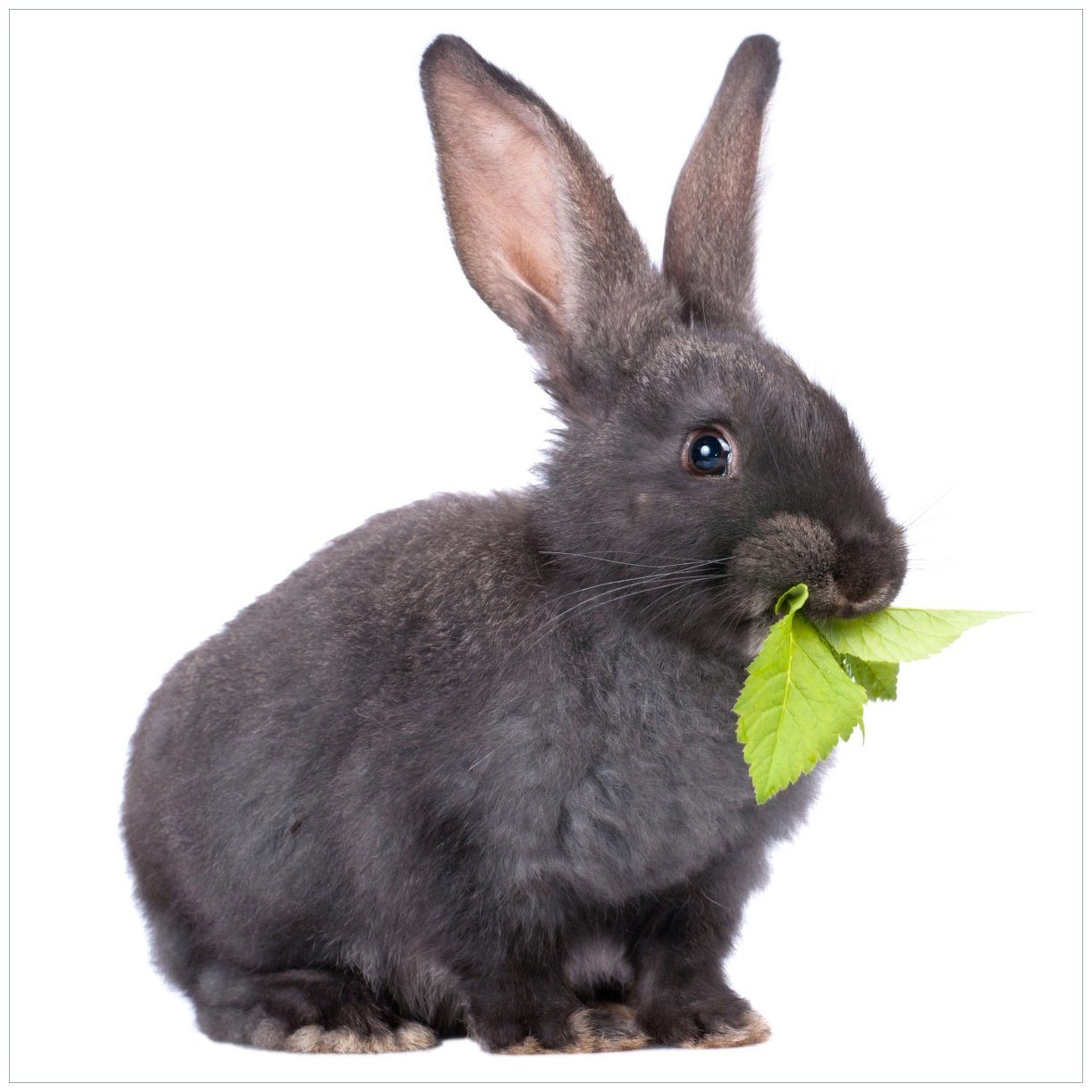 Wallario Tischplatte Süßes Kaninchen mit Grünzeug beim Futtern (1 St), für Ikea Lack Tisch geeignet