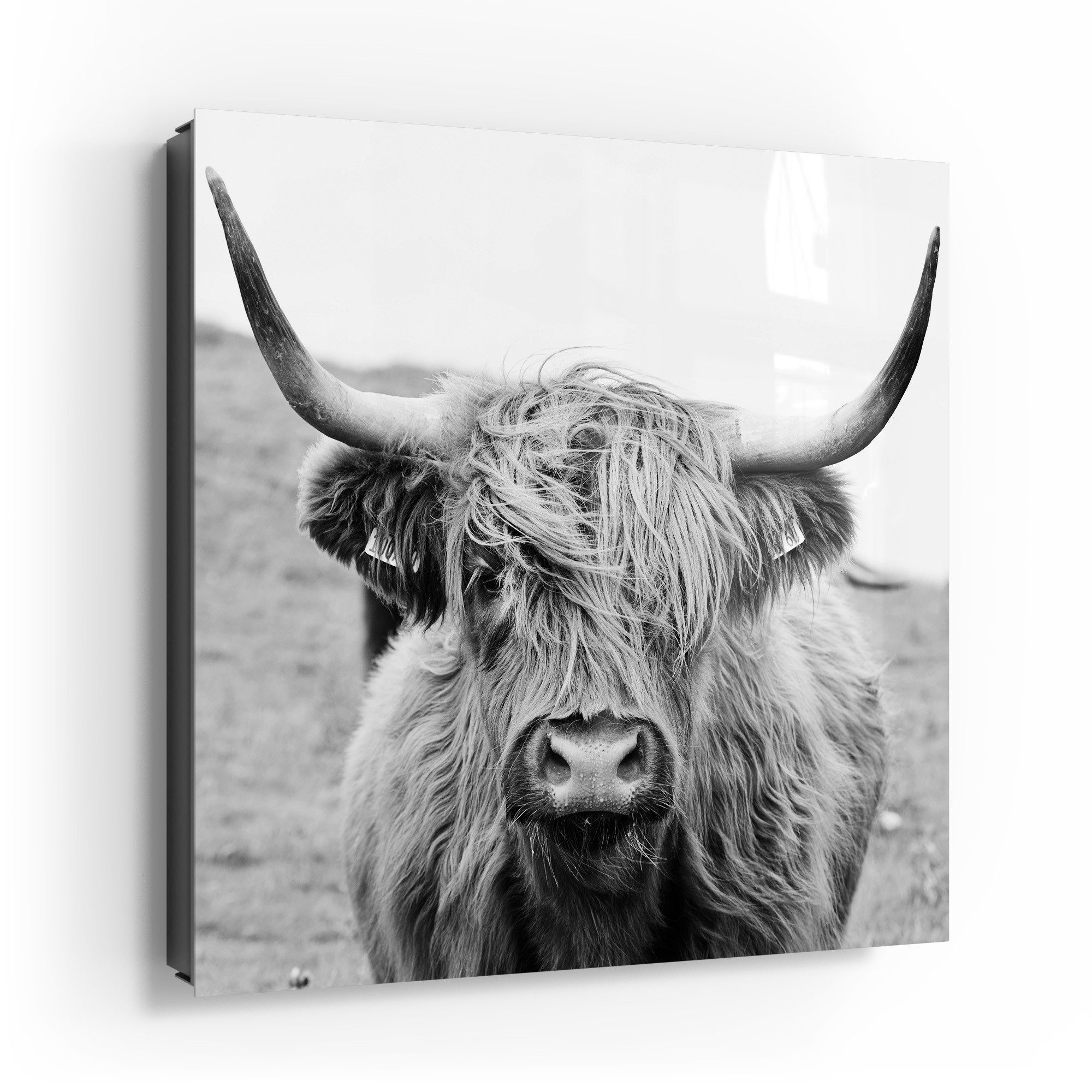 DEQORI Schlüsselkasten 'Zotteliges Hochlandrind', Glas Schlüsselbox modern günstig online kaufen