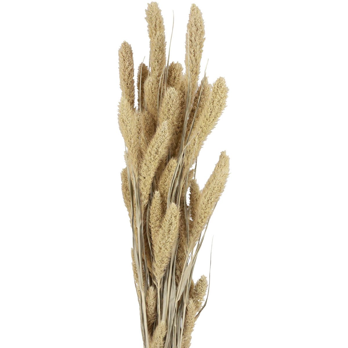 Trockenblume Trockenblumen Deko Borstenhirse für elegante Blumenarrangements, DIJK, Höhe 12 cm