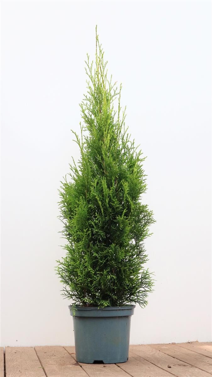 Pflanzen für Dich Konifere Thuja Smaragd, 1 St., Lebensbaum, Abendländischer Lebensbaum, immergrün, säulenform