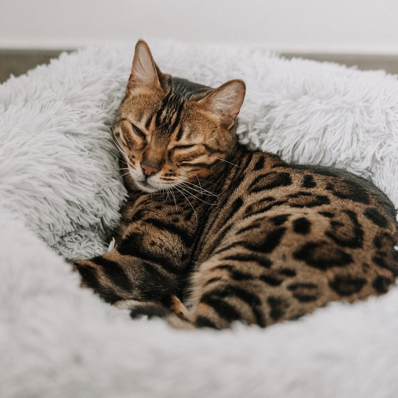 Canadian Cat Company Tierbett Katzenbett Plüschbett günstig online kaufen