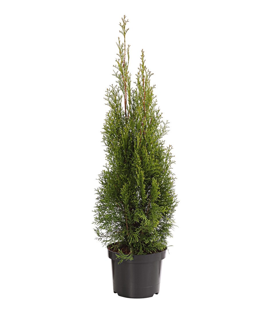 Dehner Hecken Thuja Smaragd, Thuja occidentalis, gleichmäßiger kegelförmiger Wuchs, Lebensbaum, Solitär und Sichtschutzbepflanzung