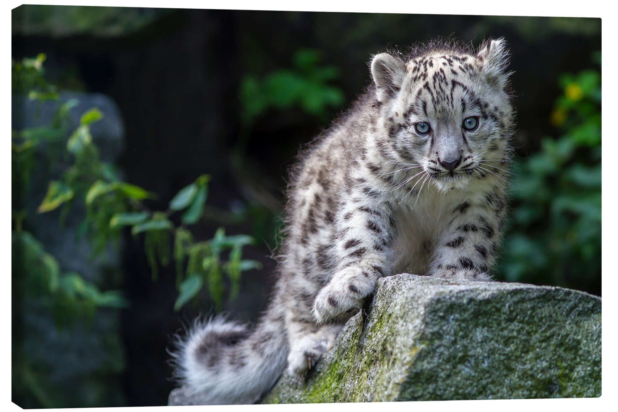 Leinwandbild WildlifePhotography
