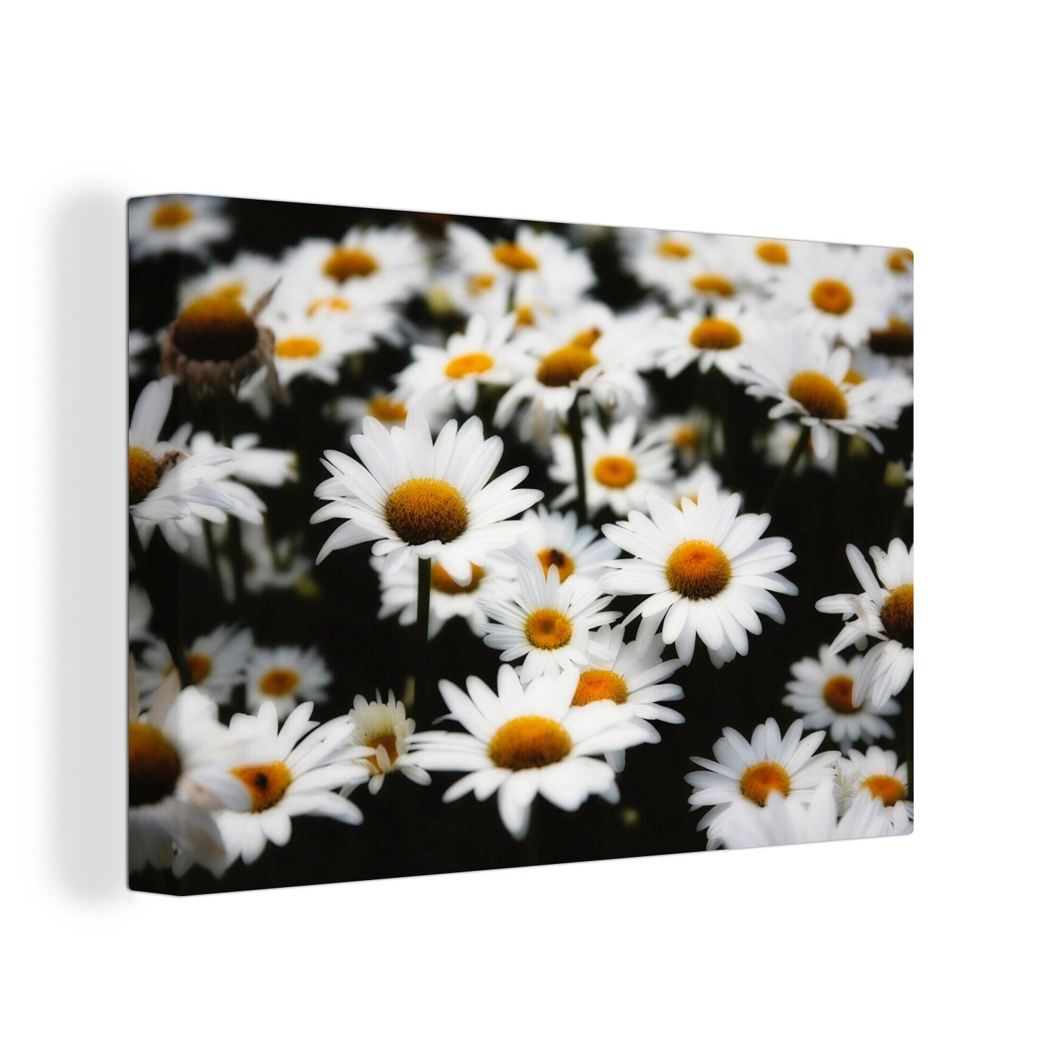OneMillionCanvasses® Leinwandbild Gruppe Gänseblümchen, (1 St), Wandbild Leinwandbilder, Aufhängefertig, Wanddeko, 30x20 cm