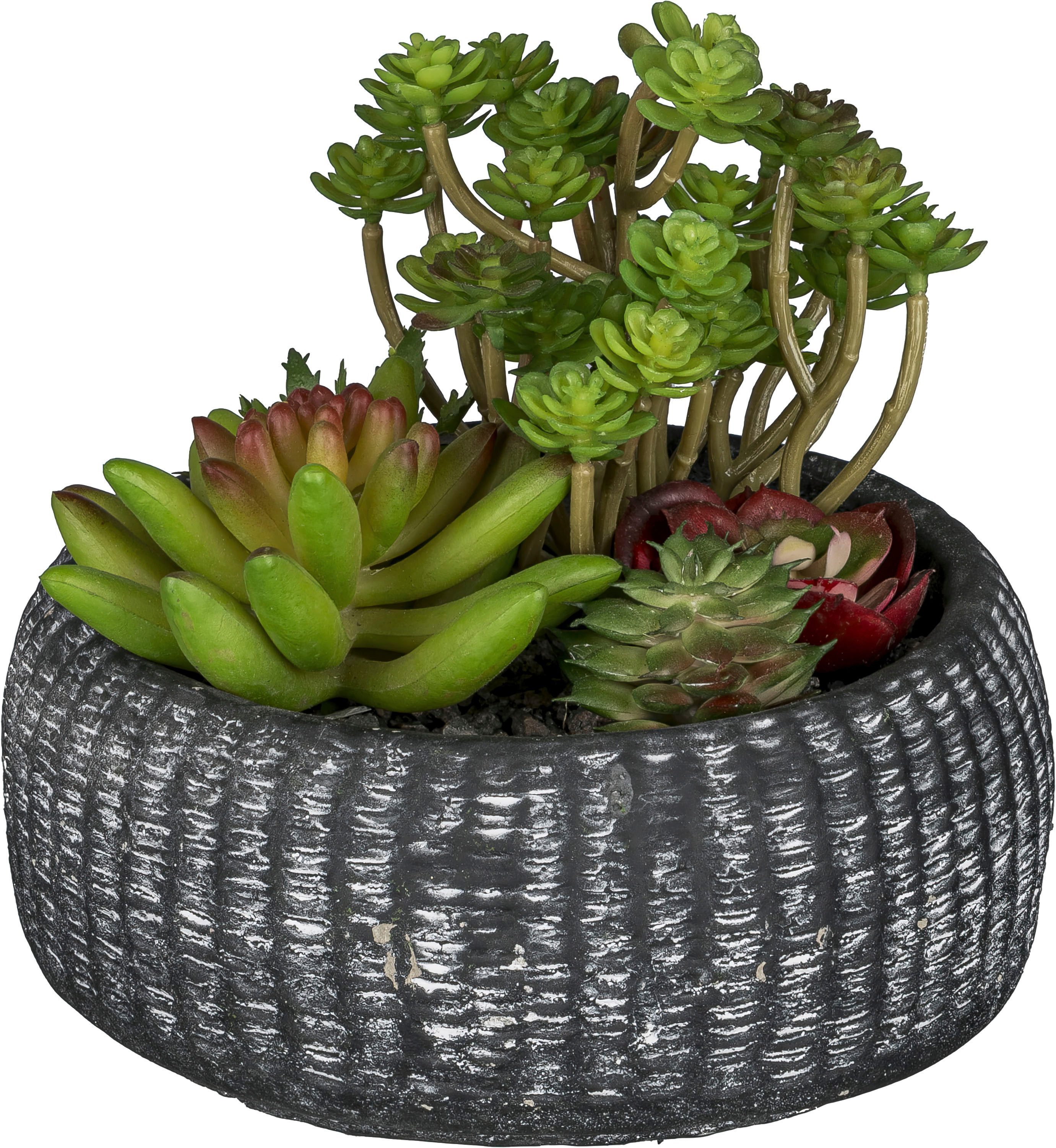 Kunstpflanze Sukkulentenarrangement, Creativ green, Höhe 16 cm, mit trendig günstig online kaufen