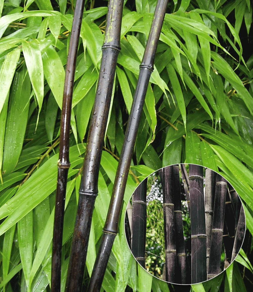 BALDUR Garten Bambus Schwarzer Bambus 'Black Pearl', 1 St., Schwarzrohrbambus,winterhart, mehrjährig, blickdicht